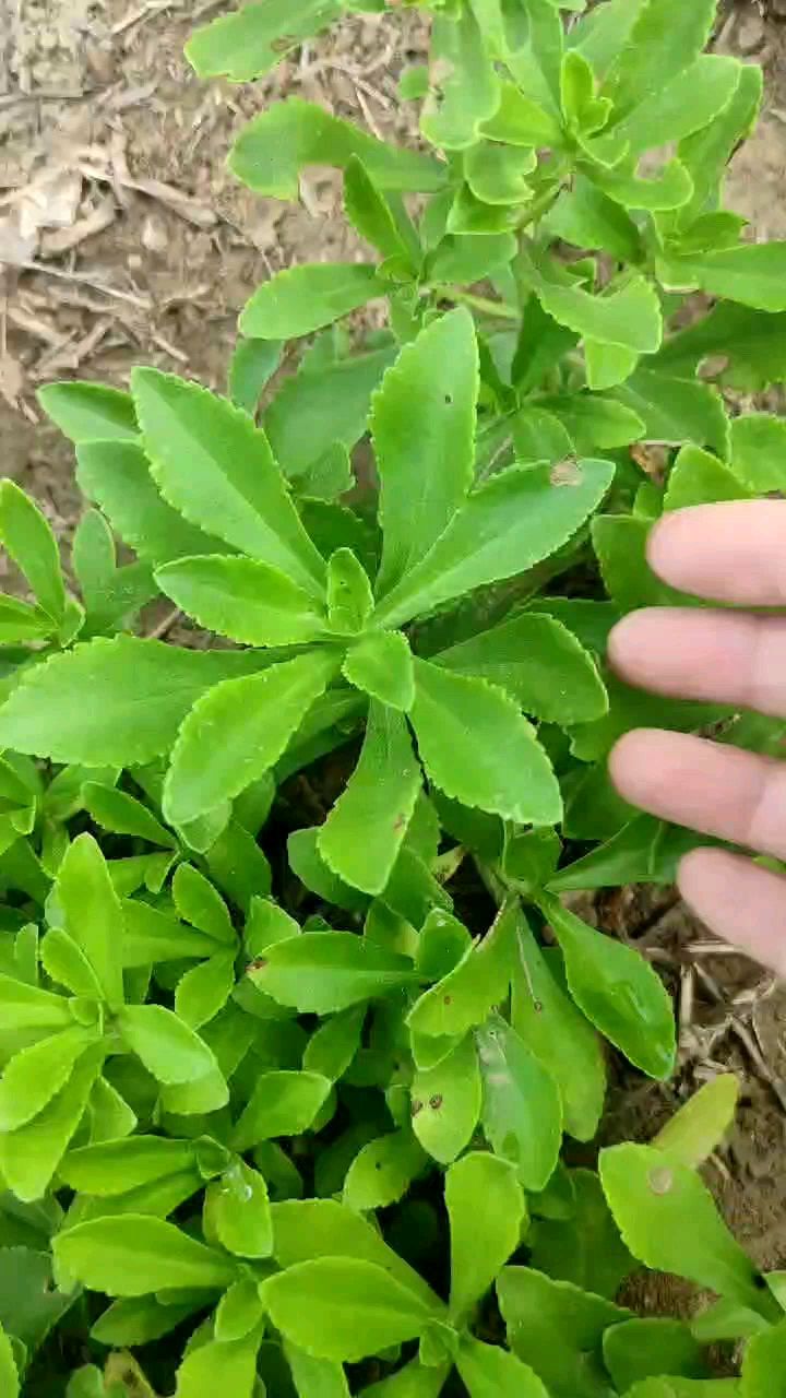 养心菜也叫高钙菜,对三高有好处,养心又补钙