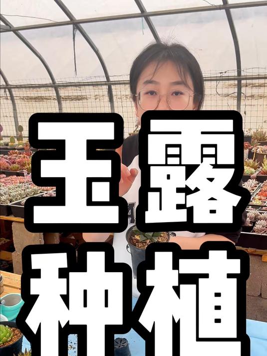 玉露的栽种方法分享一下，玉露属于十二卷多肉，不喜欢强光