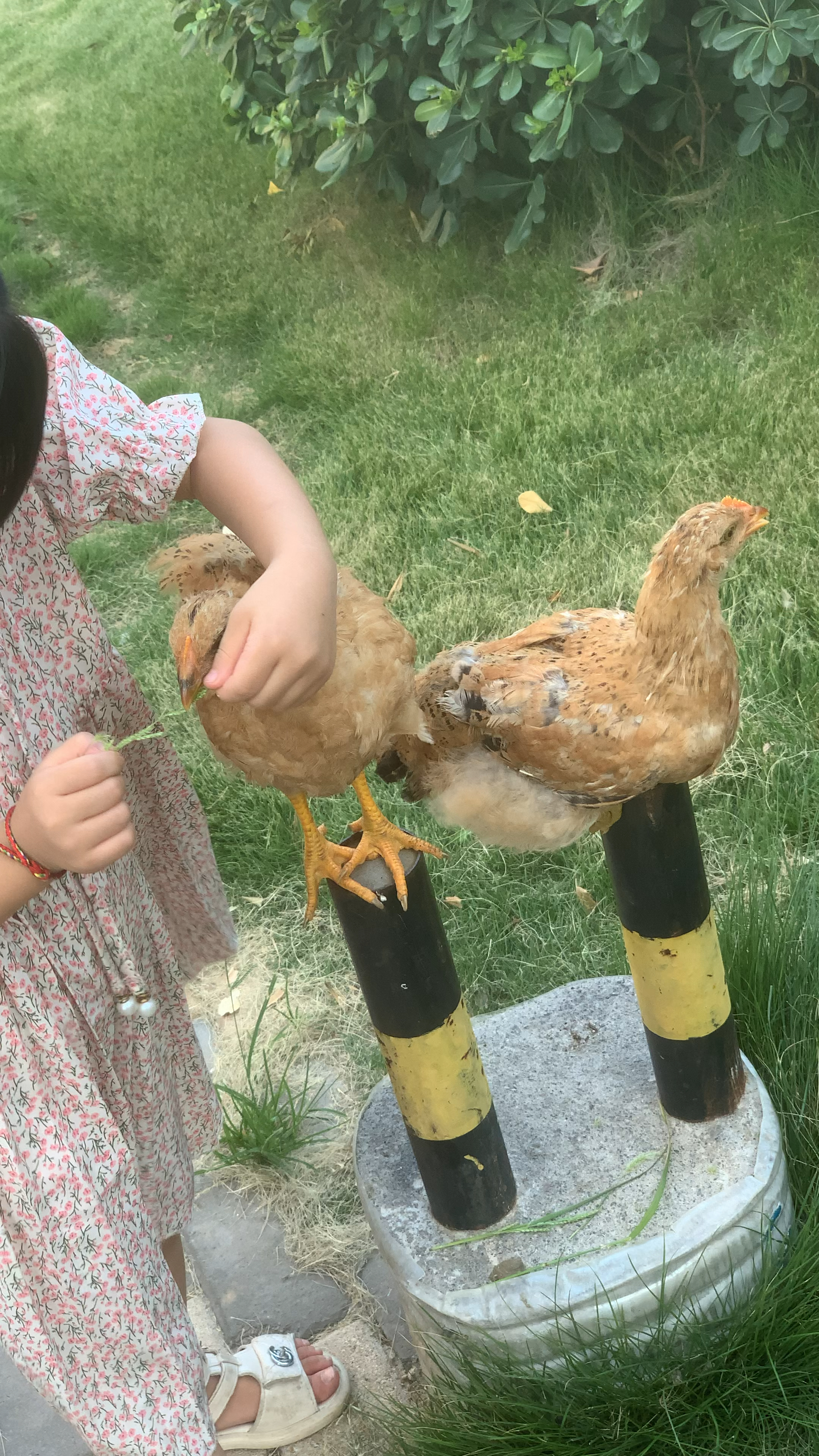 小朋友养了三个月的小鸡,非常听话,不知道怎么训的