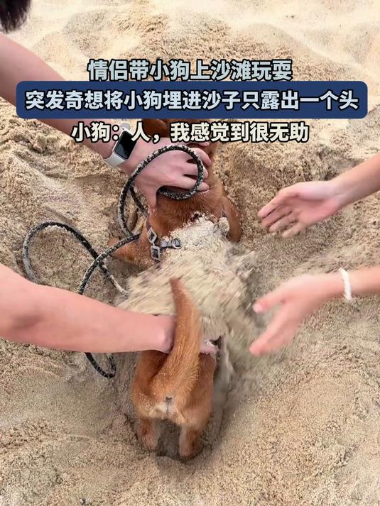 情侣带小狗上沙滩玩耍,突发奇想将小狗埋进沙子露出一个头