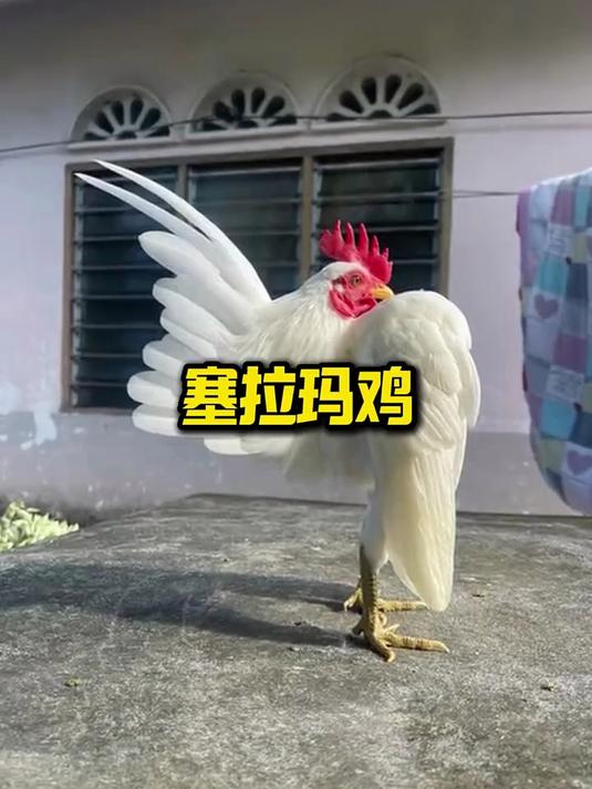 霸道总裁塞拉玛鸡
