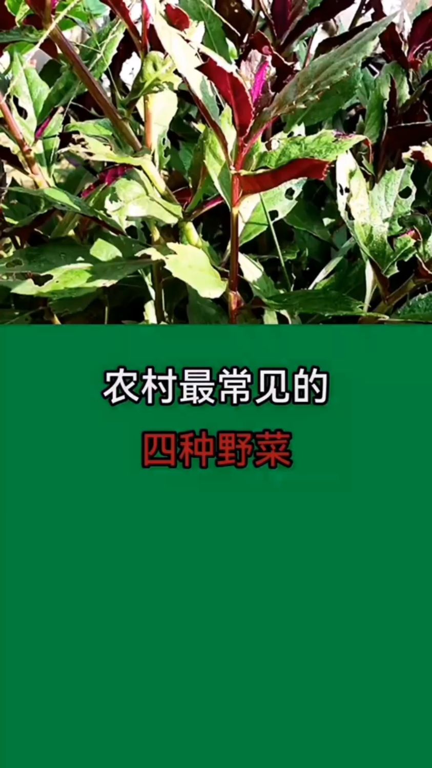 农村最常见的四种野菜
