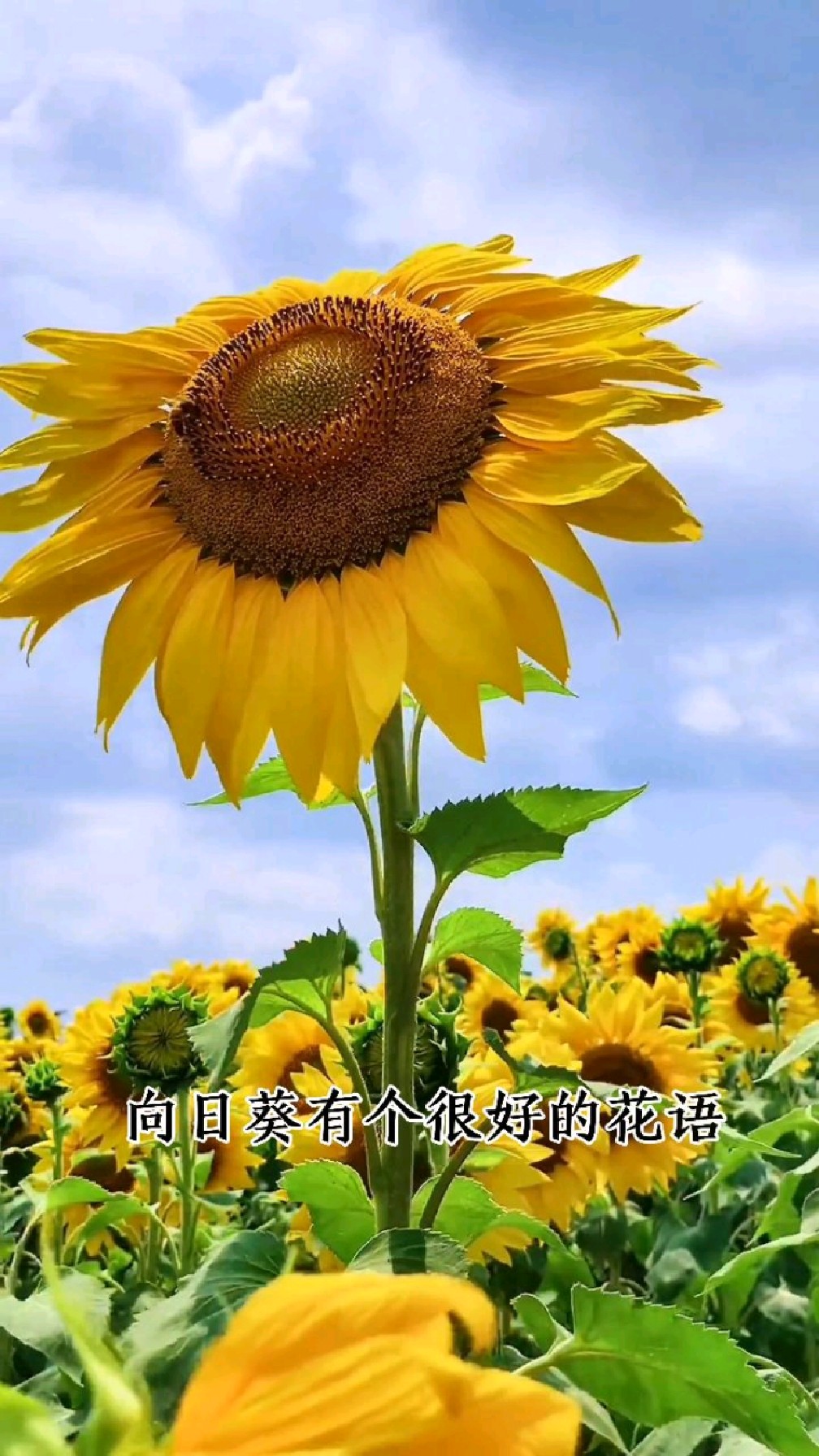 向日葵有个很好的花语......