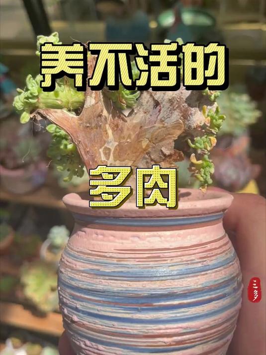 扇形多肉属于缀化的,夏天死亡率高,要特别关注一下