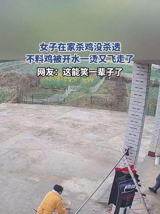 女子在家杀鸡没杀透，不料鸡被开水一烫又飞走了