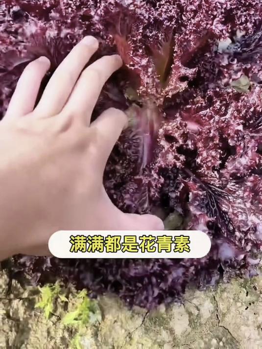 紫叶生菜越掐越长势旺,种子发芽温度广,5-30℃都能长