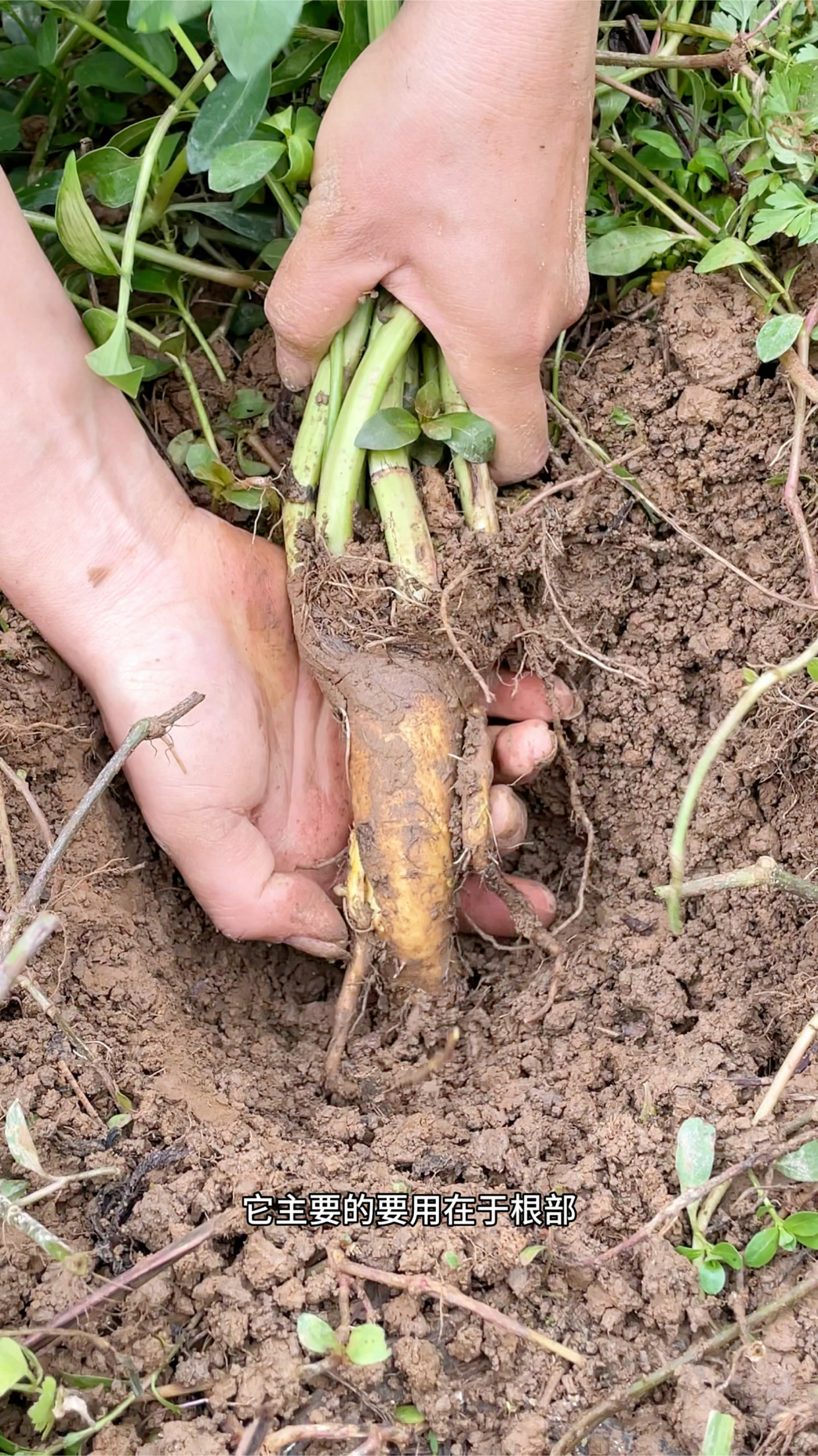 牛都不吃的野菠菜,古人叫它“金不换”
