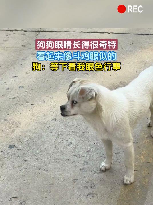 狗狗眼睛长得很奇特,看起来像斗鸡眼似的,狗:等下看我眼色行事