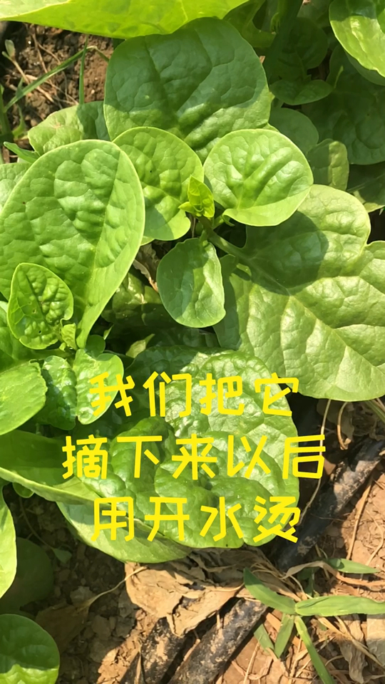 好吃的“木耳菜”