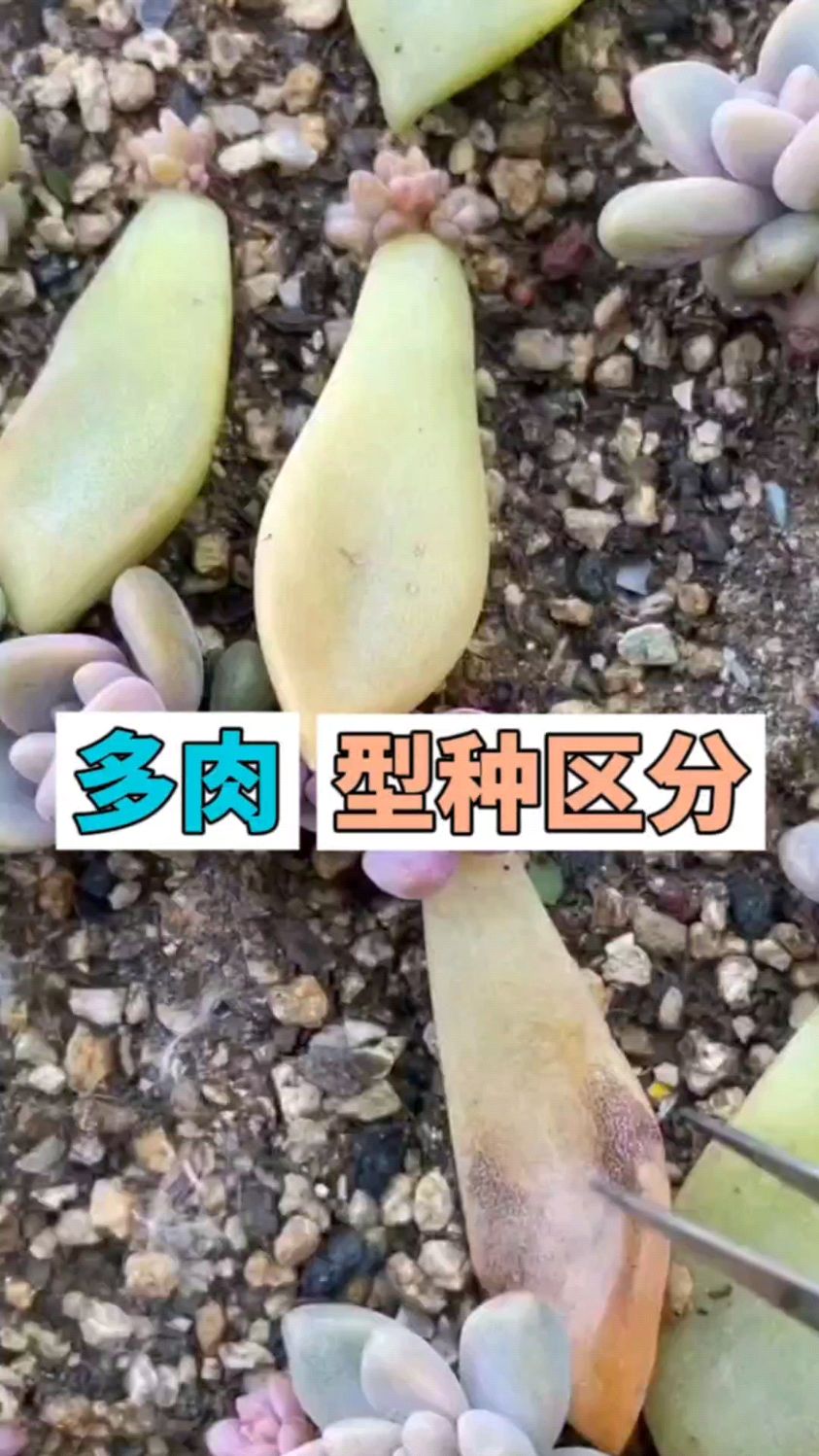 多肉植物夏型种跟冬型种的区别
