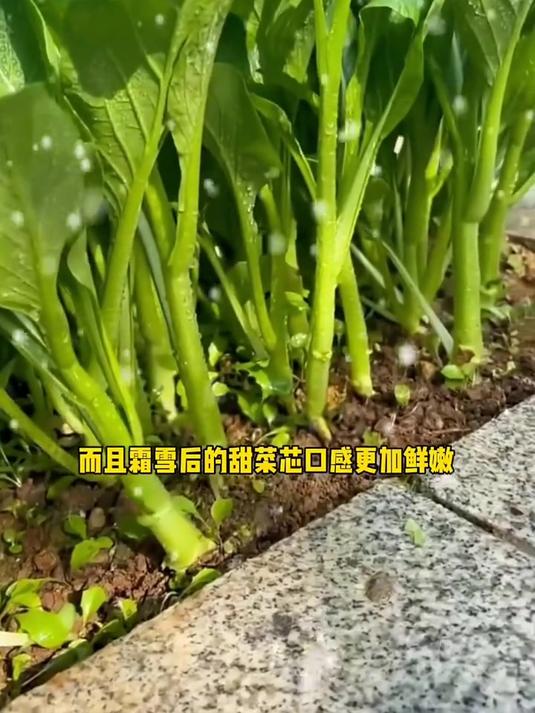 甜菜心生长速度快,好吃又好种,越掐长得越快,可多茬采摘