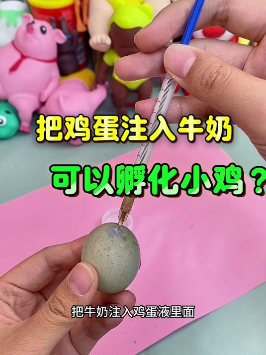鸡蛋注入牛奶 会孵化出小鸡