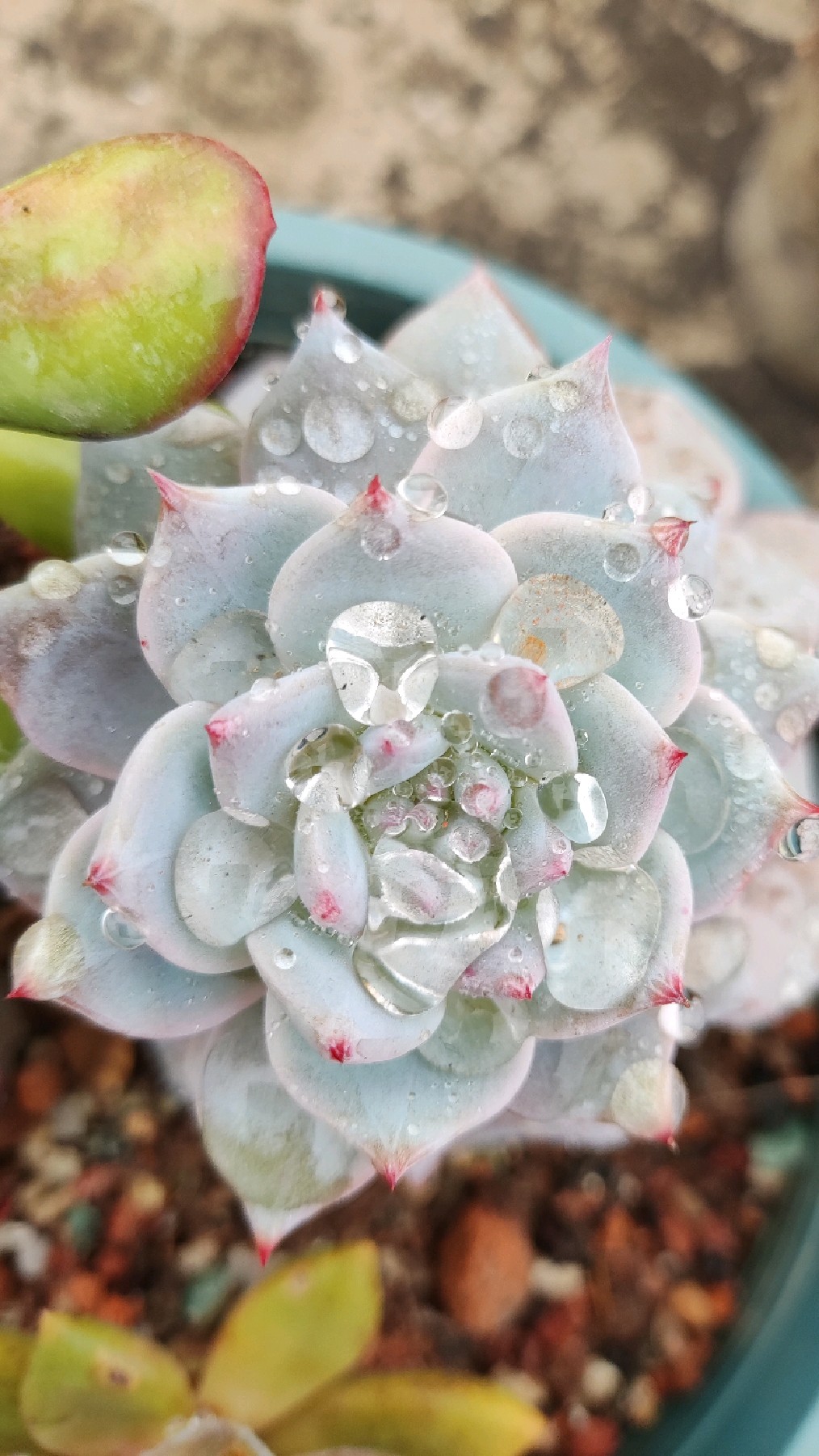 回忆录之粉蓝鸟,象牙,棕玫瑰,达摩宝珠,水培改土培