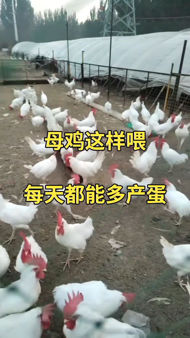 母鸡这样喂,每天都能多产蛋