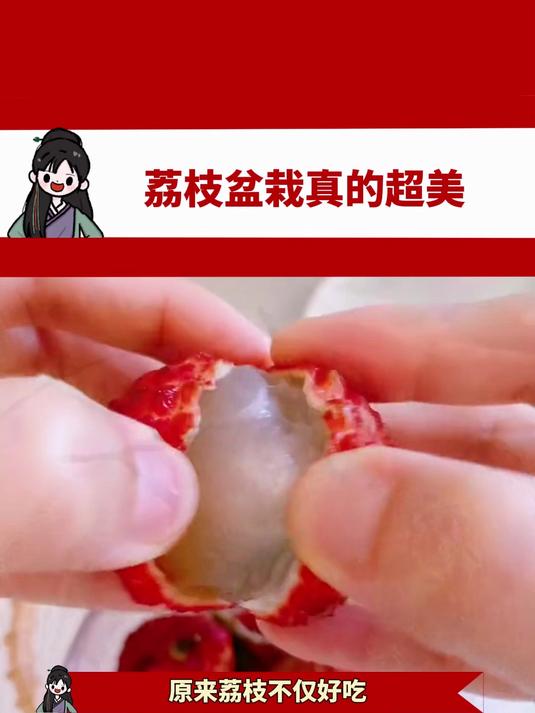 荔枝盆栽真的超美
