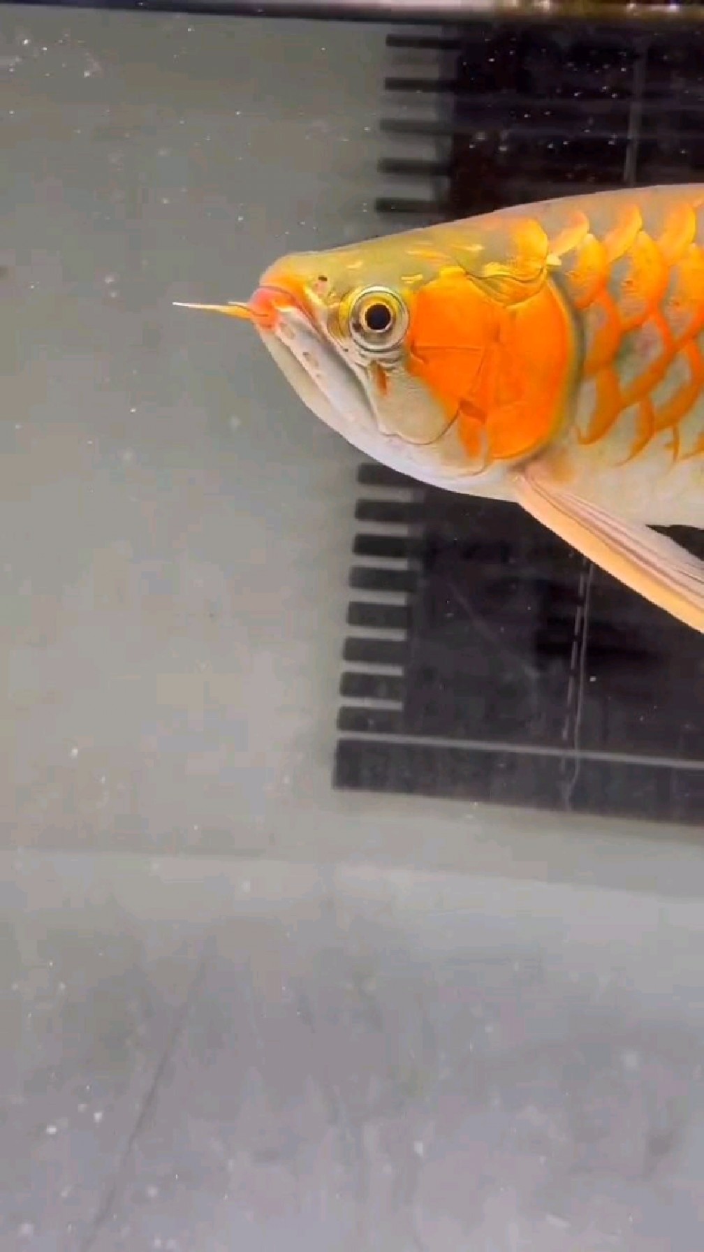 欣赏一条红龙鱼