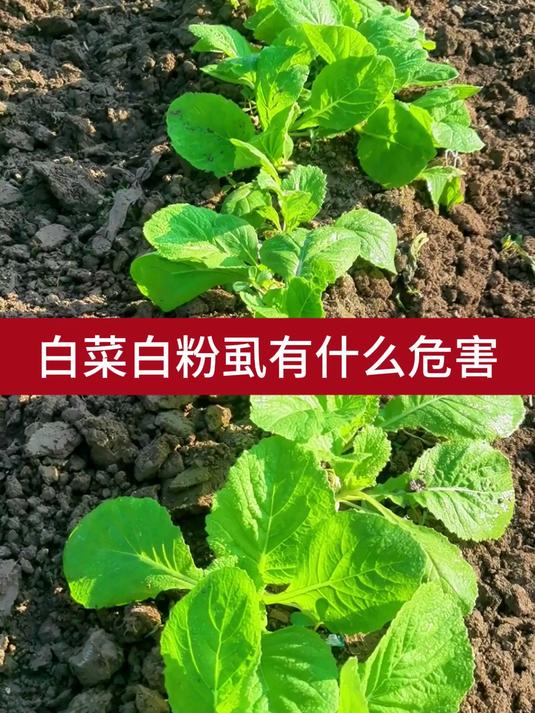 白菜白粉虱有什么危害3
