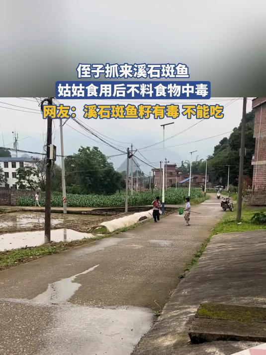 侄子抓来溪石斑鱼，姑姑食用后不料食物中毒