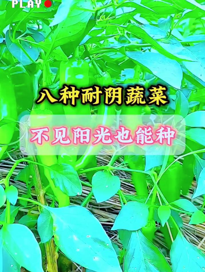 八种耐阴蔬菜不见阳光也可以种