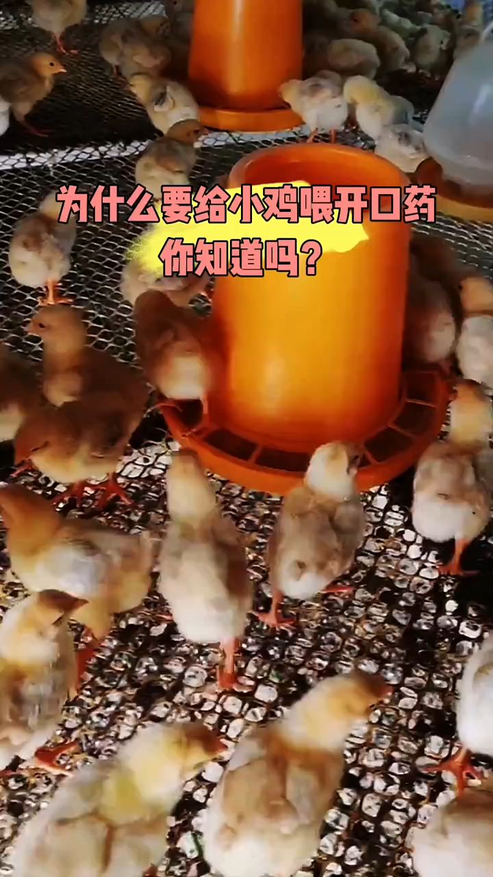 为什么要给小鸡喂开口药,你知道吗