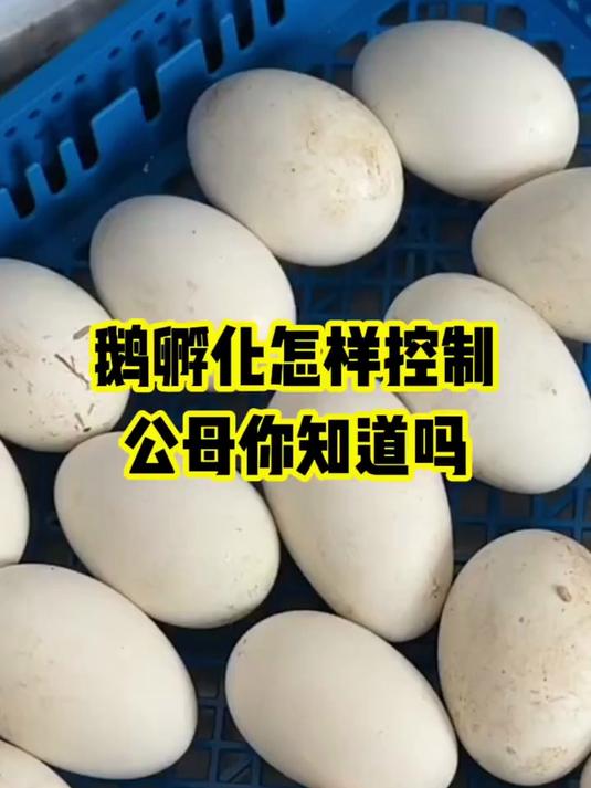鹅孵化怎样控制公母 你知道吗