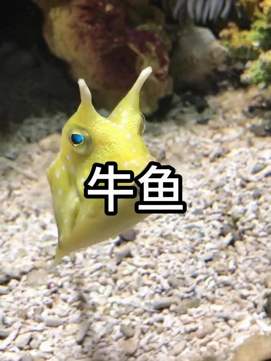 这是一只放生后还会自己回来的宠物牛鱼,也叫长角牛鱼