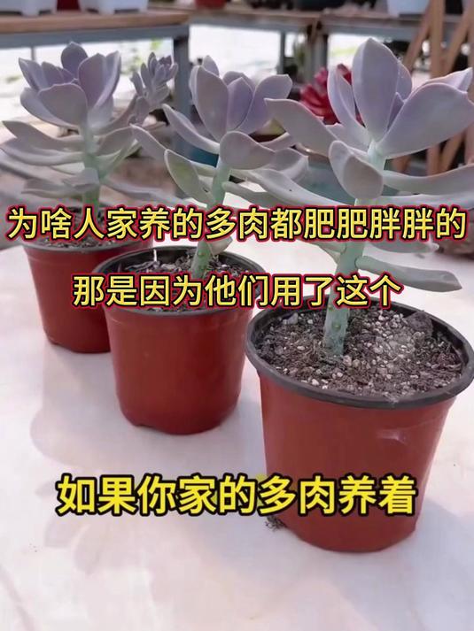 多肉徒长怎么办 夏天来了,家里的多肉很容易徒长,想要多肉长的矮矮胖胖的,试试这个!