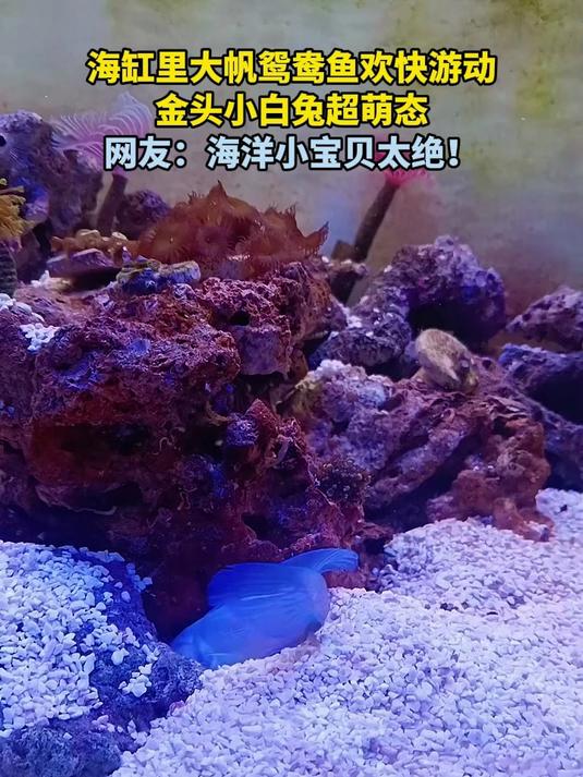 海缸里大帆鸳鸯鱼欢快游动，金头小白兔超萌态