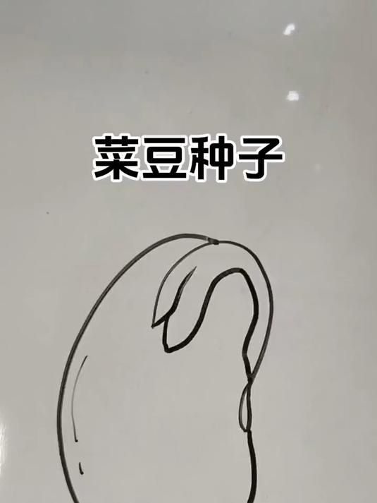 简笔画——菜豆种子,刚发芽的豆子