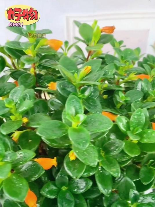 花开富贵好运来?金鱼花吊兰盆栽耐寒热,家里备一盆寓意满满!
