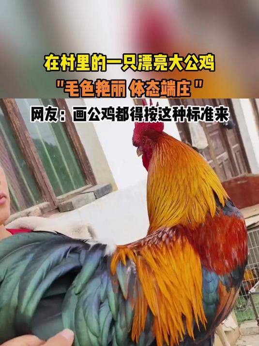 在村里的一只漂亮大公鸡,毛色艳丽 体态端庄 网友:画公鸡都得按这种标准来
