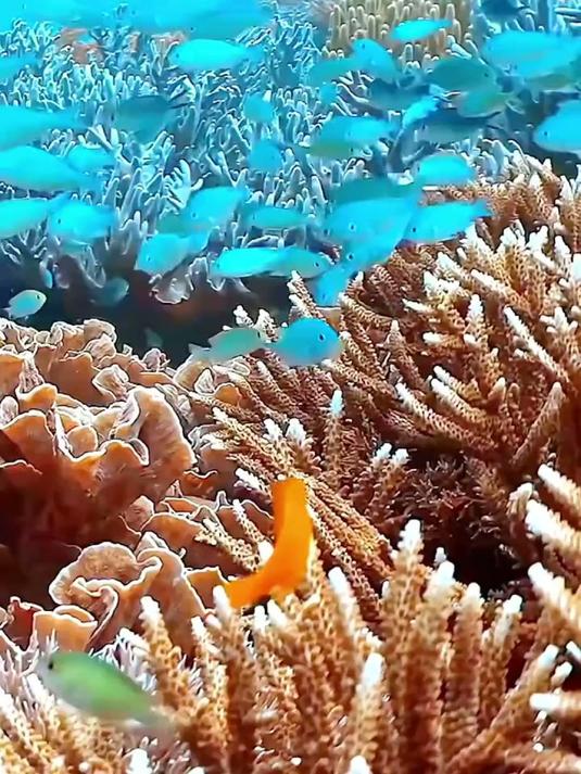 彩色鱼群深海舞动快乐自由 #海洋生物 #神奇动物在 #海底世界 #海缸 #神奇动物