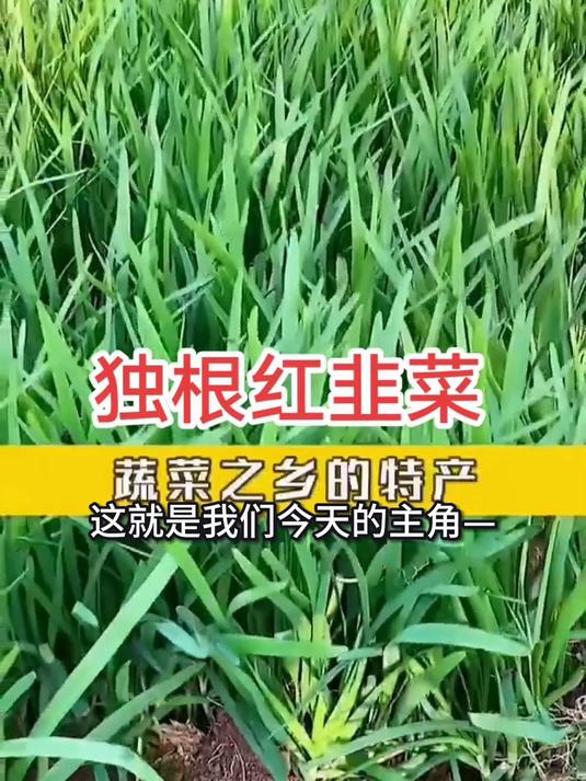 红根韭菜根,根茎晒干能卖药材,嫩叶炒猪肝补血又下饭三碗