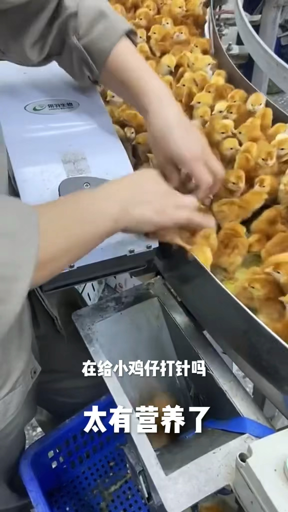 真是不看不知道,原来这么小的鸡就开始打针,终于知道为什么吃炸鸡会胖了!