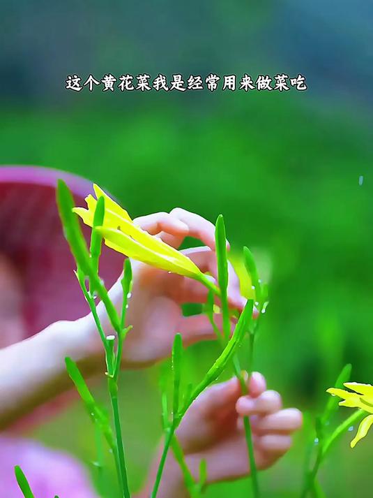 黄花菜营养丰富,老人小孩都可以多吃!