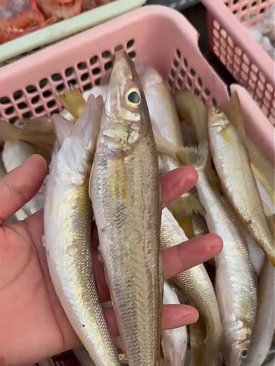 遇上鲜 舟山沙丁鱼 海鲜 冷冻海捕沙尖鱼沙钻鱼 净重1440g 源头直发