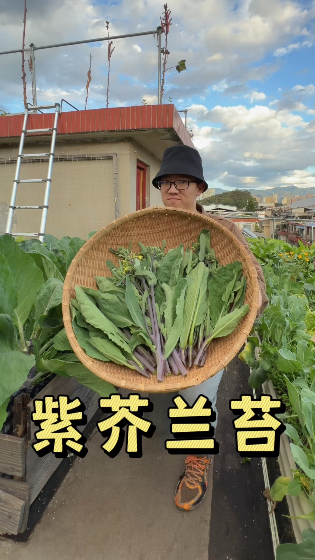 超好吃的蔬菜品种推荐,紫芥兰