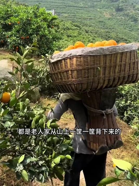 春天如何选择柑橘类水果才能避免冷库果?果农:首先看品种