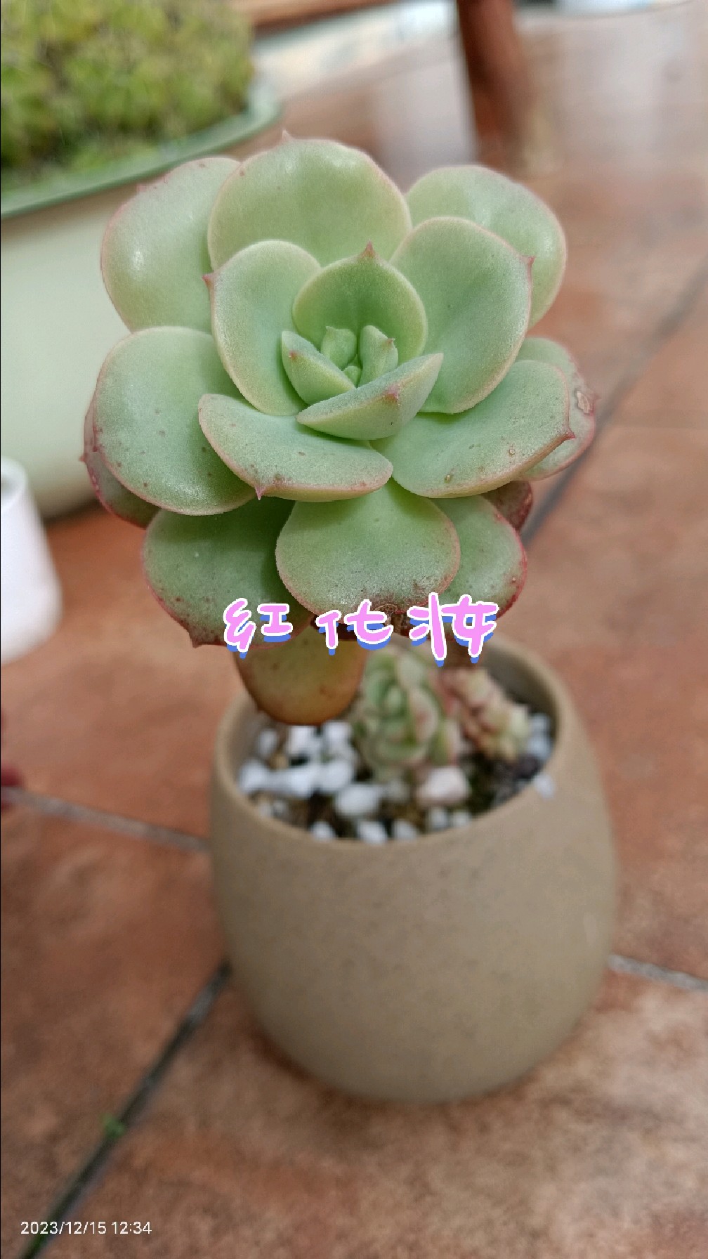 继续打卡:我的多肉植物(红化妆)