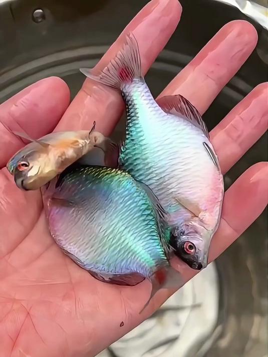 分享30种常见的鱼，你的家乡有什么鱼？