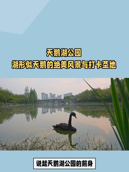 旅游大神的最爱，优雅天鹅湖：雕塑与绿树映衬的城市美景