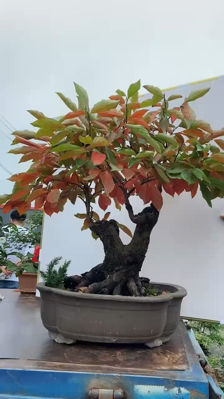 柿子树老桩,盆景庭院阳台,摆放非常漂亮,寓意事事如意。