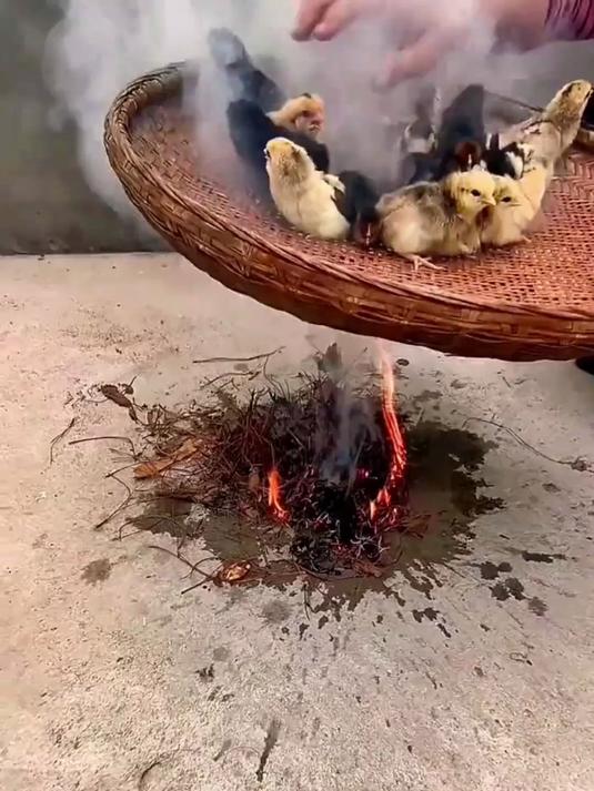 为什么小鸡仔要用烟熏,难道有什么作用吗?