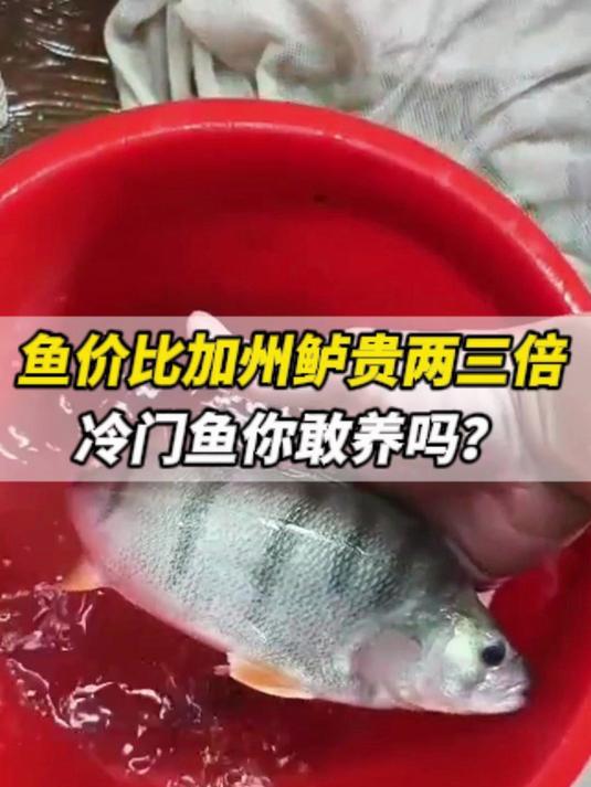 鱼价比加州鲈贵两三倍,冷门鱼你敢养吗?