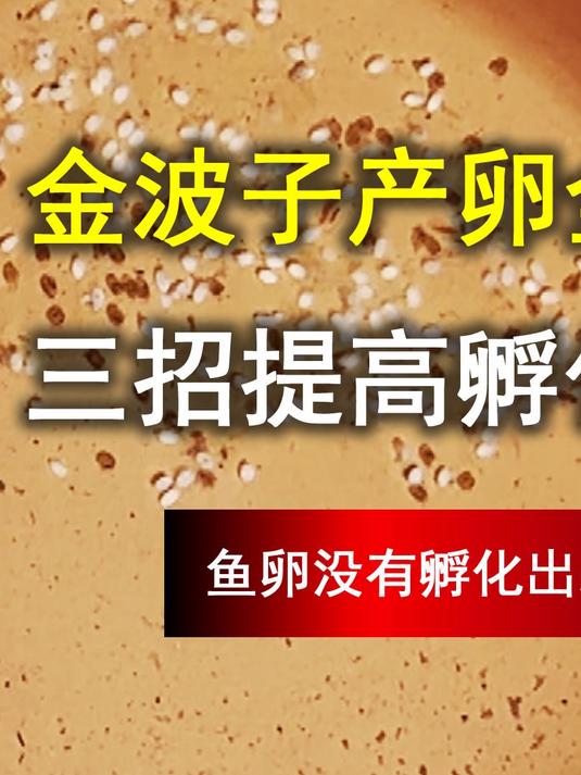 繁殖好几次,金波子产卵了但是都全白。3 招告诉你如何保住受精卵