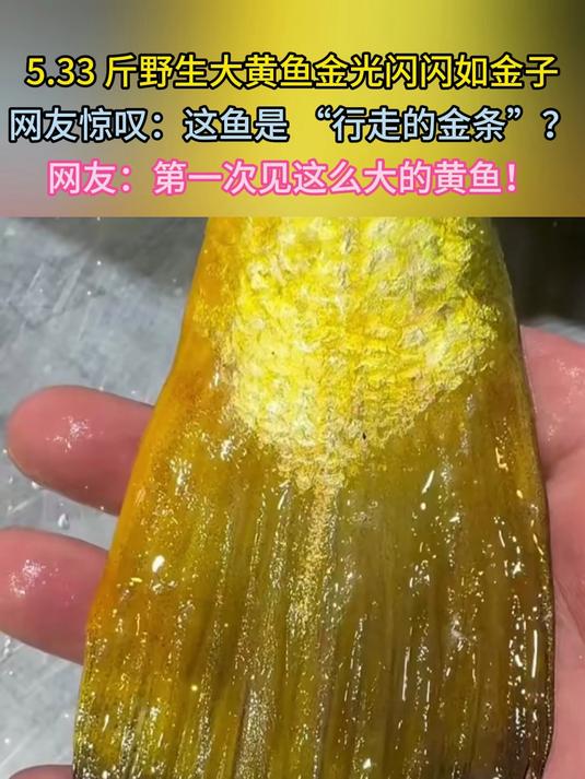 5.33 斤野生大黄鱼现世!金光灿灿似金条引惊叹