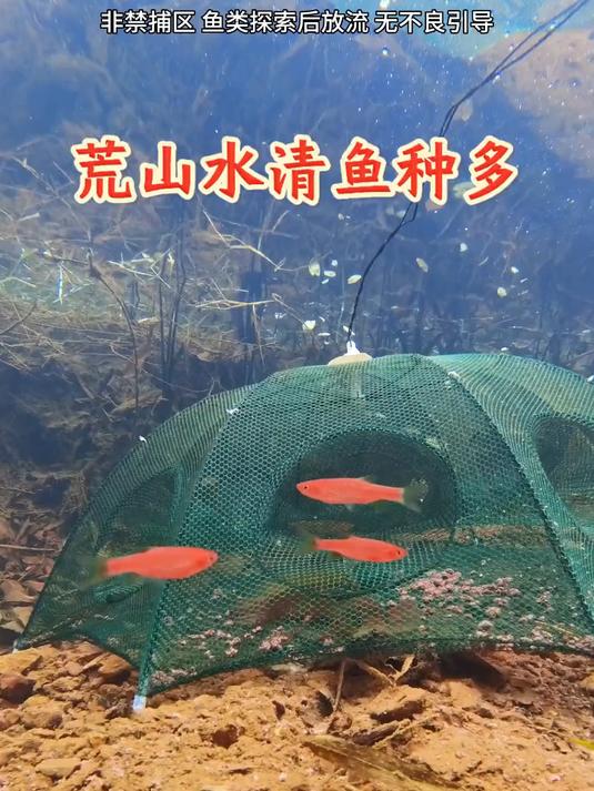 到山上溪流给兄弟们野采 鱼种很多