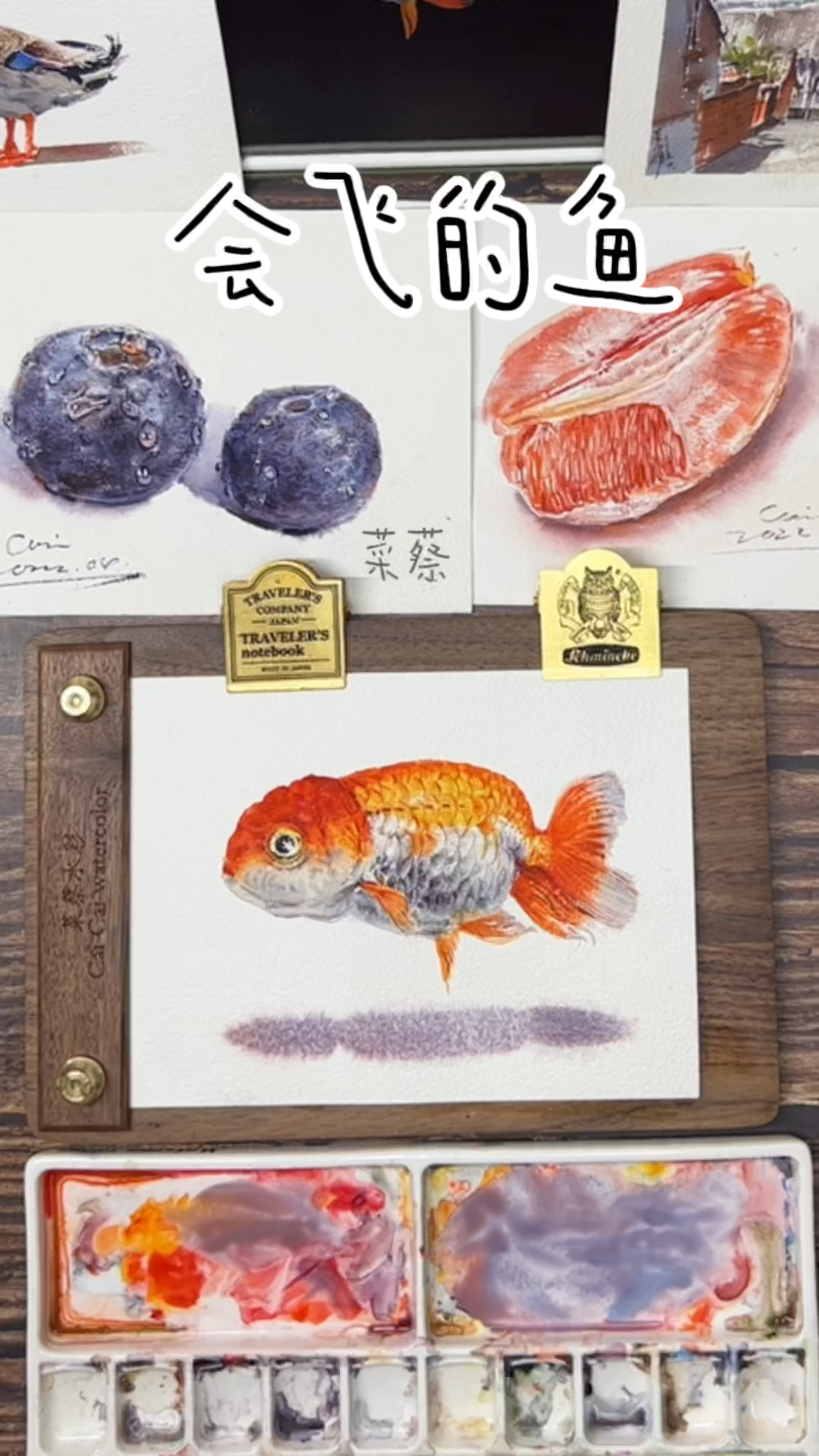 会飞的金鱼你见过面?