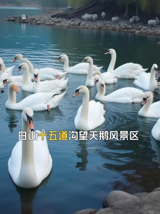 白山十五道沟望天鹅风景区,毕业旅行的绝佳山水之约