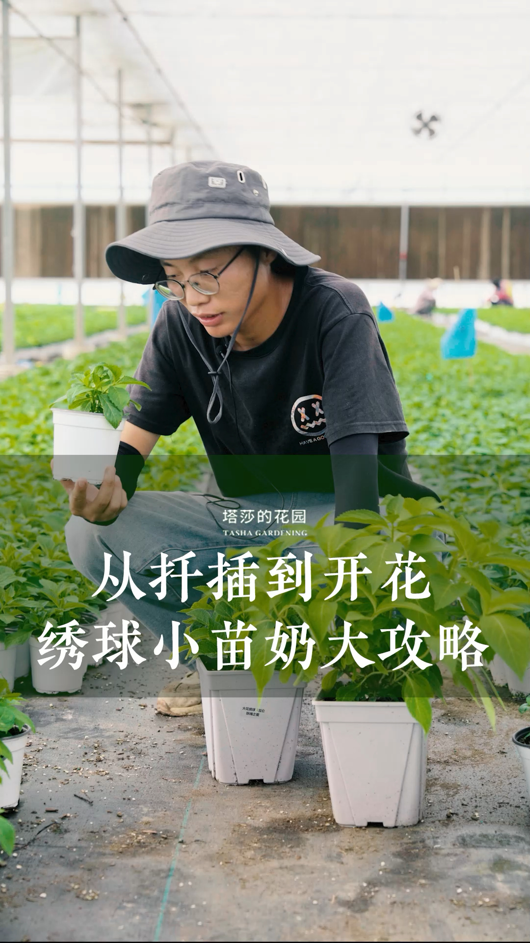 从扦插到开花,绣球小苗奶大全攻略